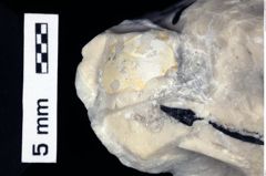 Foto (Detailansicht) von Ambulocapsa sentosa (Robins, 2013) (NHMW-GEO-1990-0041-0501)